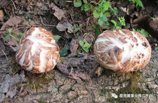 29种食用菌对症选择,你吃对了吗