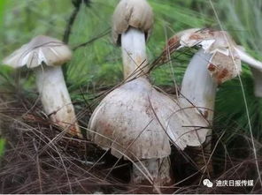 一大波野生菌正在向您靠近 千万不要这样吃菌子