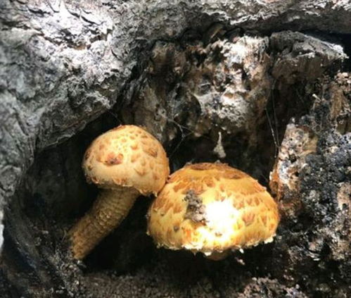 珍稀食用菌黄伞,喜欢什么样的生长环境