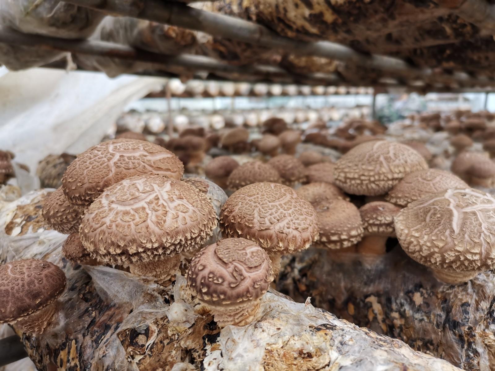 食用菌产业“菌”舞竹山，2000万棒开启振兴新篇章