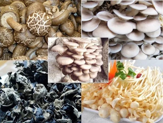 食用菌与藻类 种类及对人体健康的保健作用