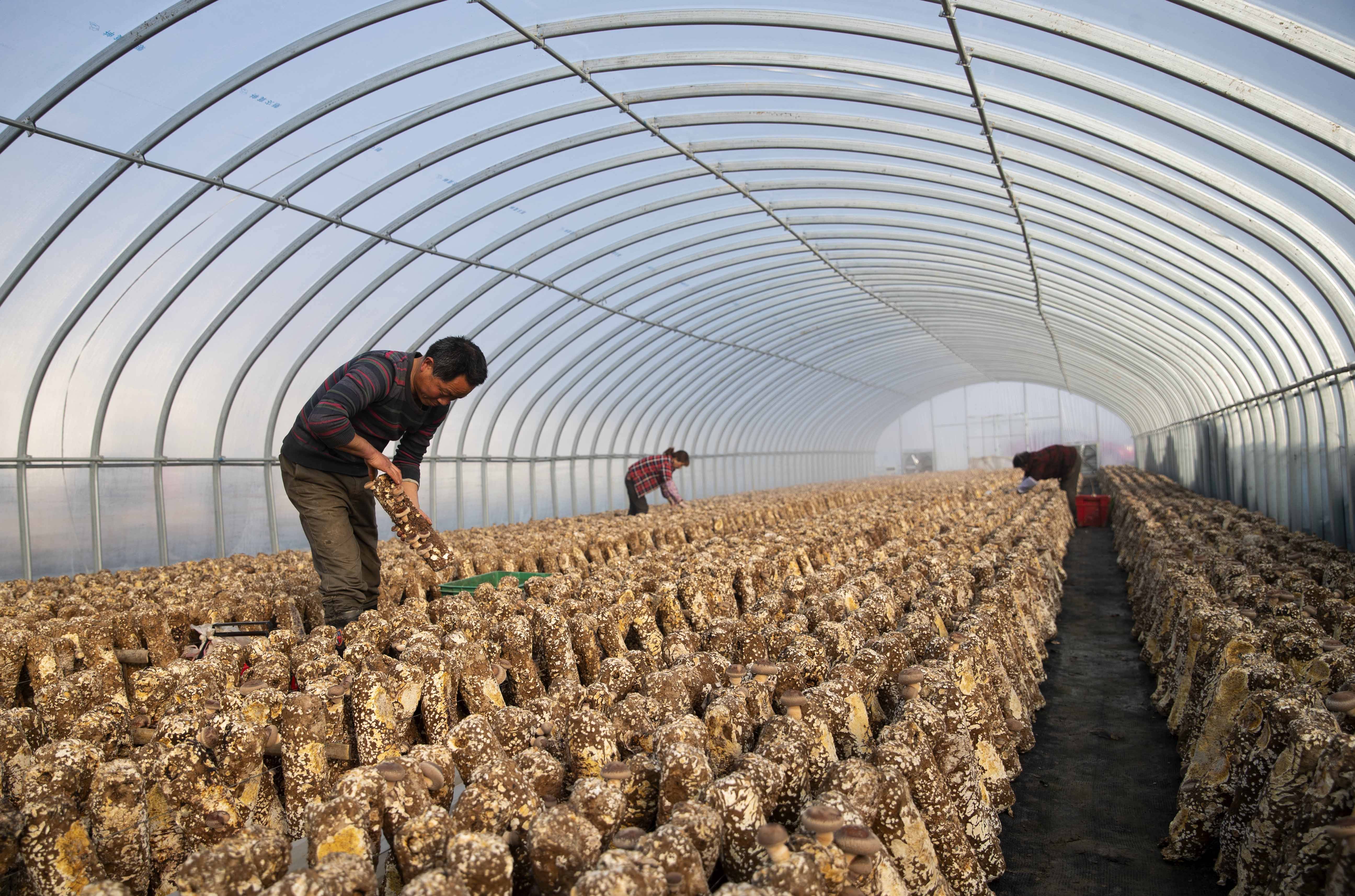 小小食用菌撑起亿元大产业——江苏泰州食用菌产业高质量发展纪实